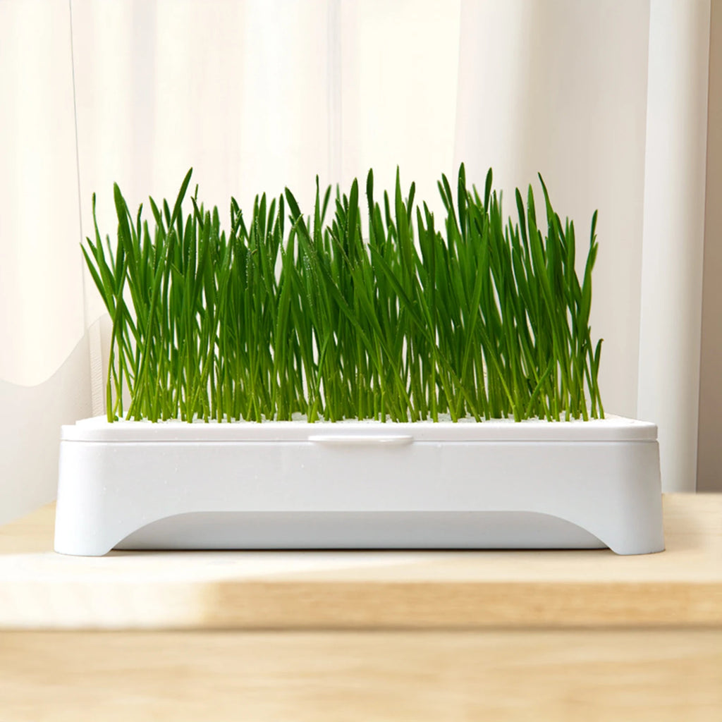 Soilless Hydroponic Cat Grass Planter