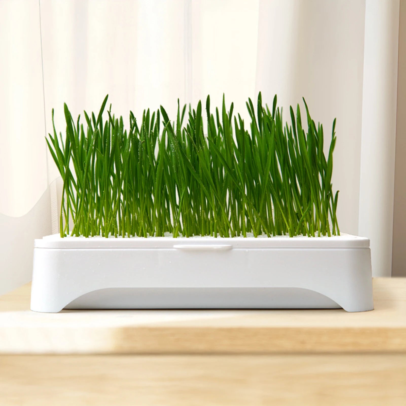 Soilless Hydroponic Cat Grass Planter