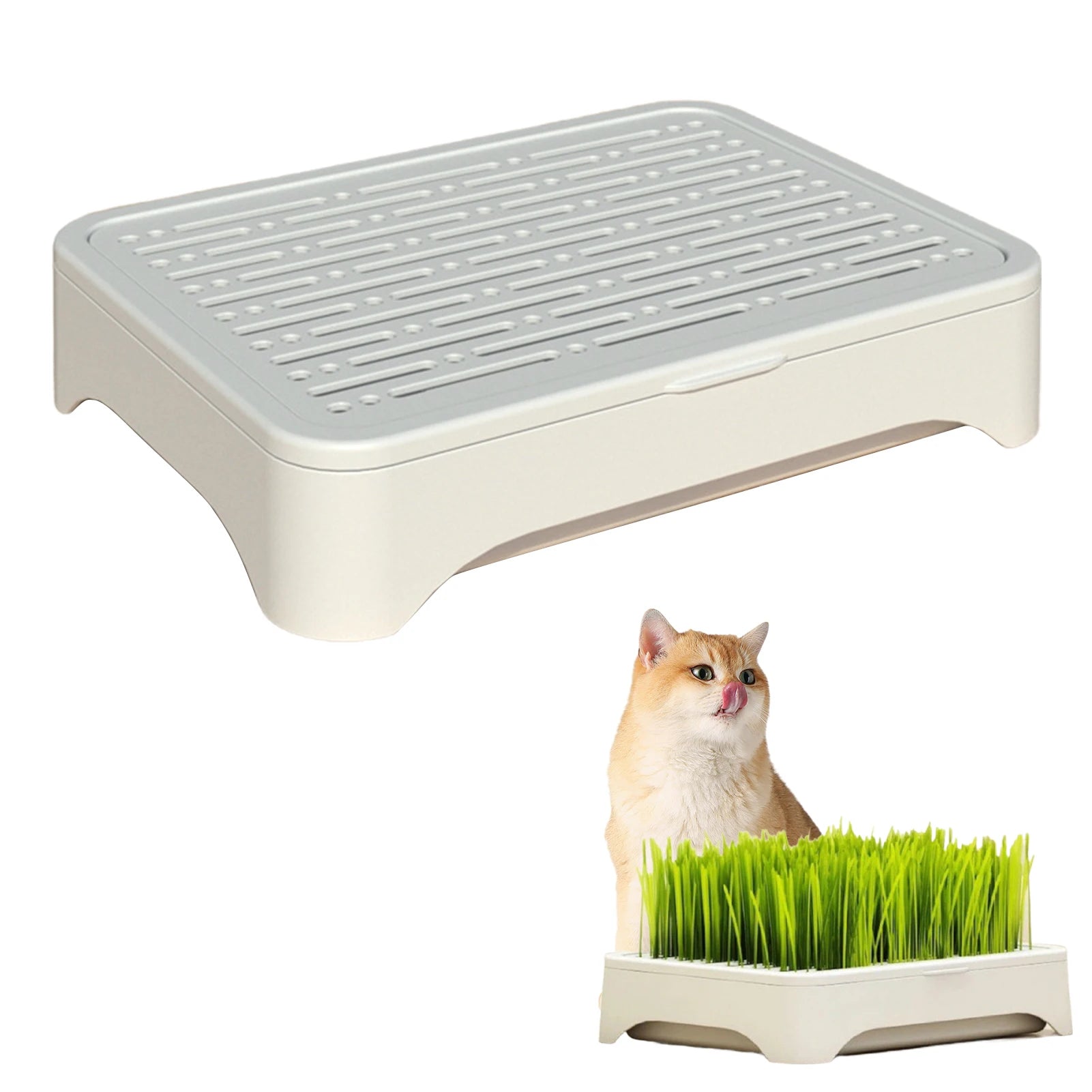 Soilless Hydroponic Cat Grass Planter