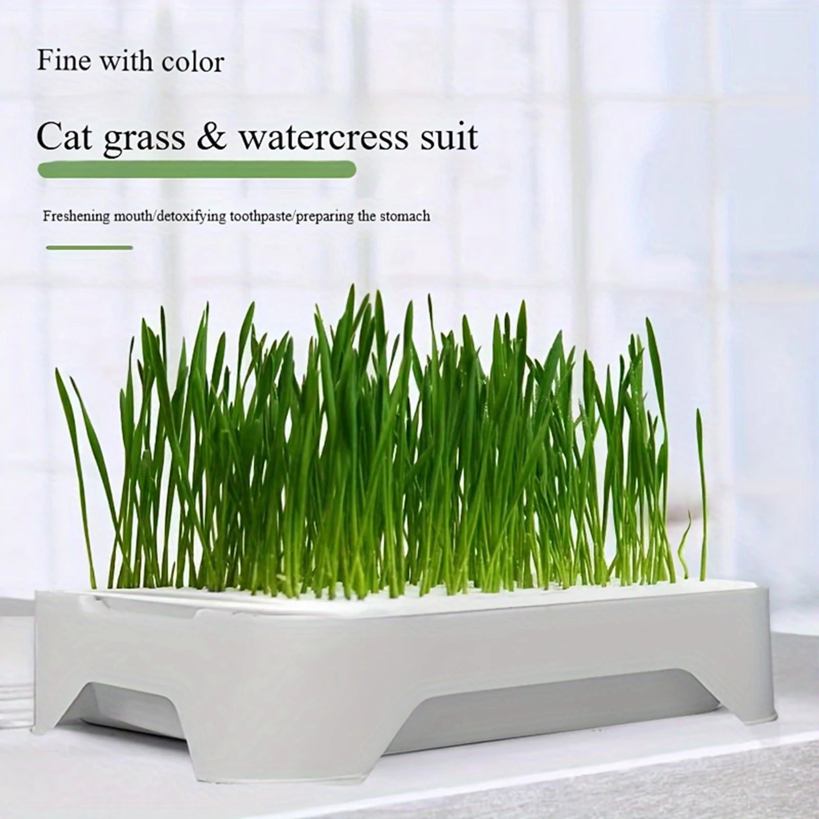 Soilless Hydroponic Cat Grass Planter