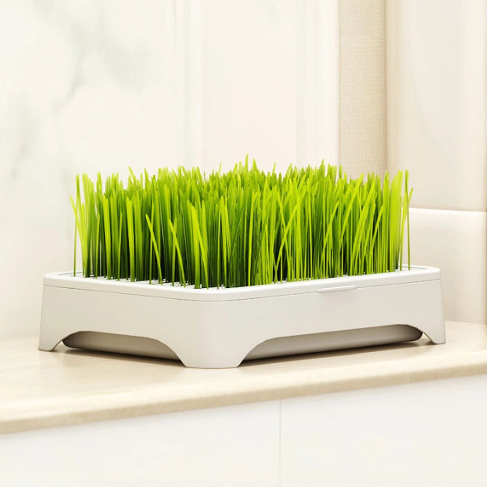Soilless Hydroponic Cat Grass Planter