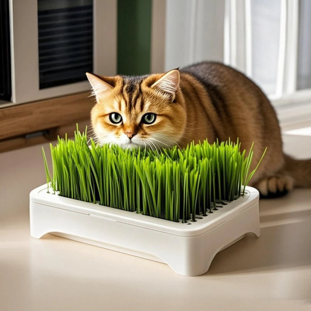 Soilless Hydroponic Cat Grass Planter