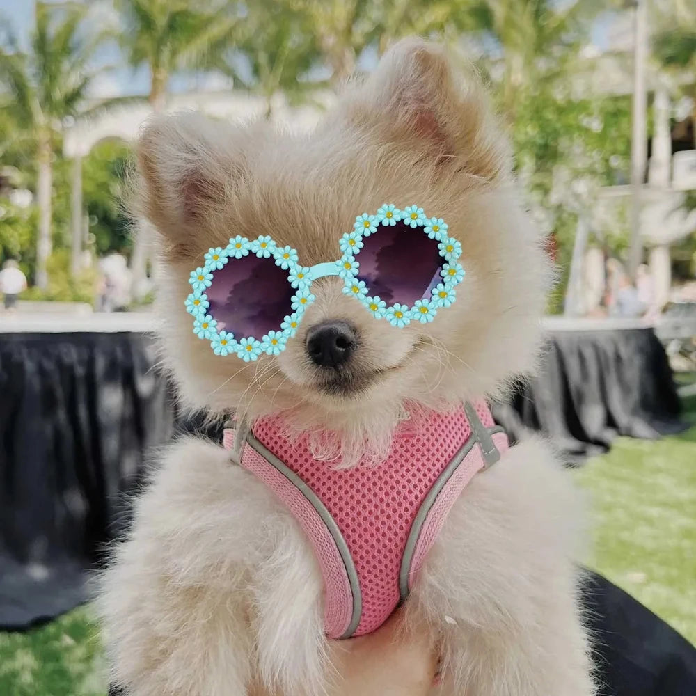 Pet Accessories Flower Sunglasses Circular Role Playing Glasses Photo Props Glasses For Cats And Small And Paracord Dog Leash