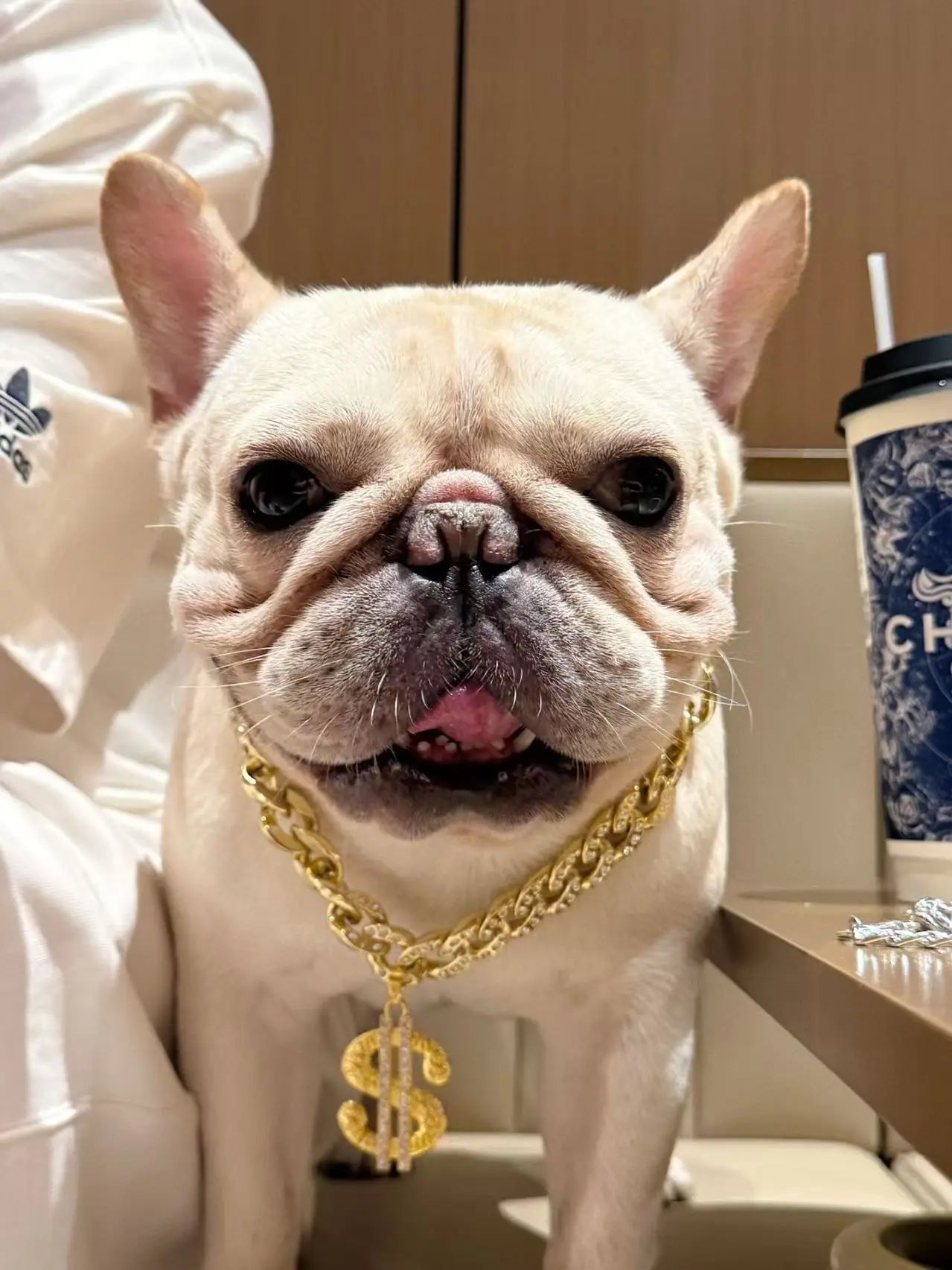 Fashion Pendant Dog Accessories for Cat Neck Wear Plastic Fancy Zircon Pet Necklace Adjustable Cosplay Small Medium Puppy Collar