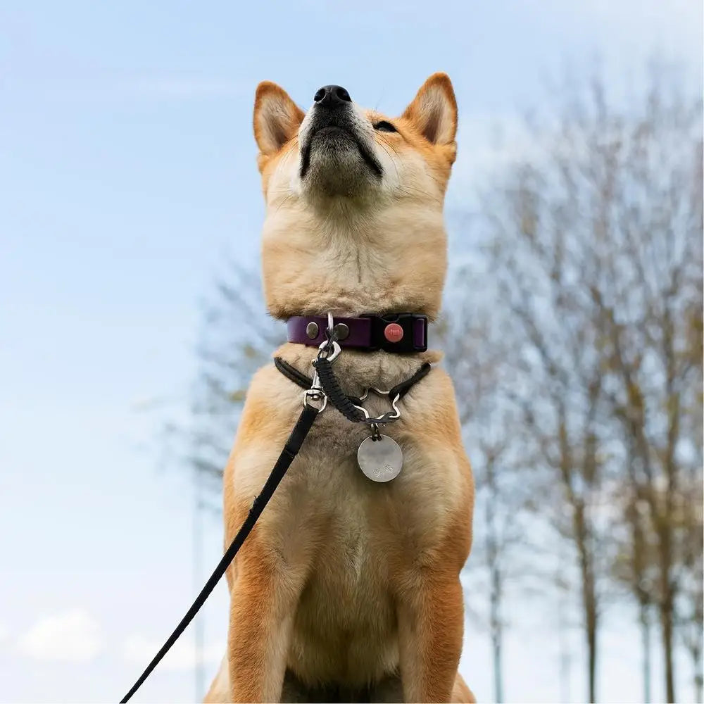 Dog Collar Safety Clip Double End Adjustable No Pull Connector Harness Safety Strap Puppy Kitten Small Medium Dogs Walking Park