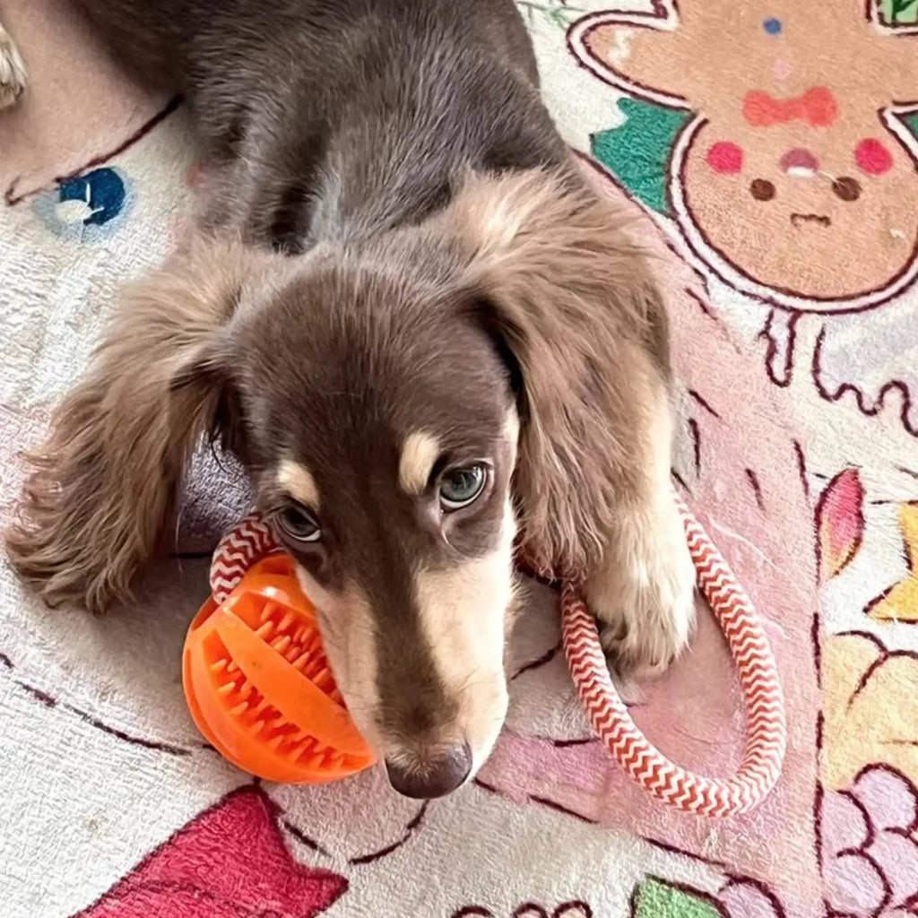 Cotton Rope Handle Treat Chew Ball