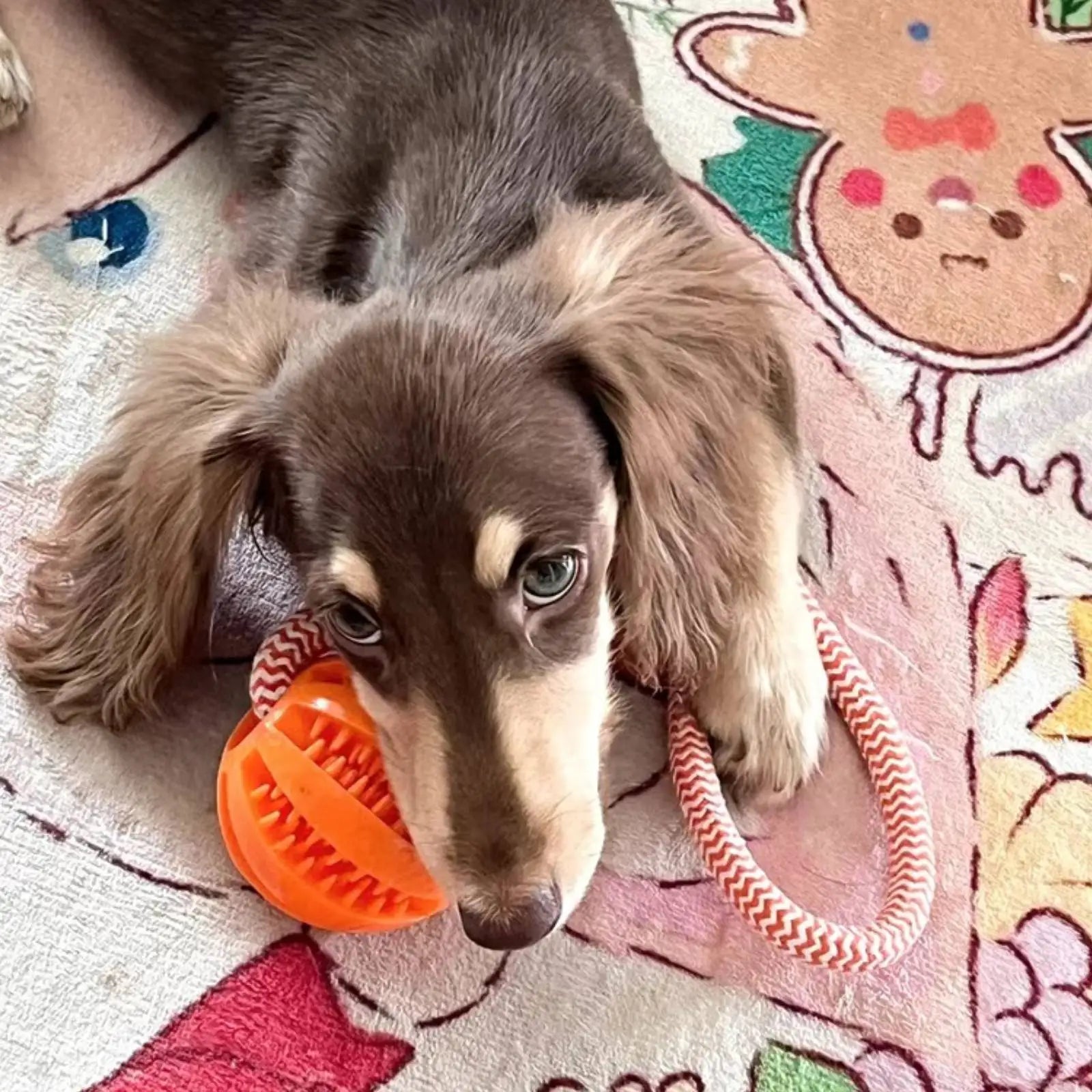 Cotton Rope Handle Treat Chew Ball
